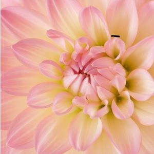 Meet your Posher, Joyce